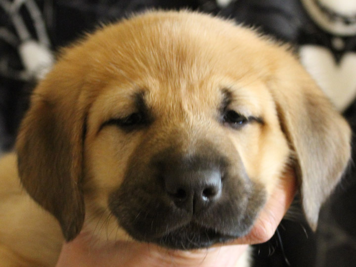 chinook puppy